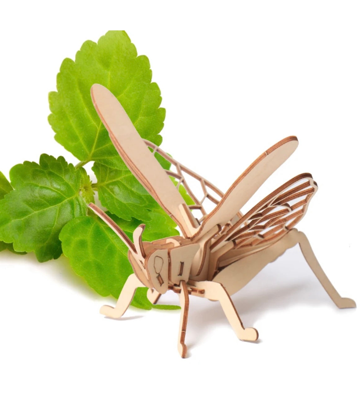 3D Wood Insect Models - 4 pack